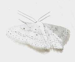 Scopula eburneata