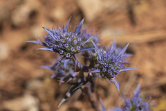 Eryngium dilatatum