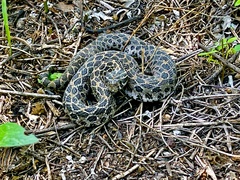 Crotalus polystictus