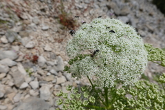 Ligusticum lucidum