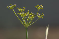 Foeniculum vulgare