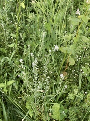 Lepidium sativum