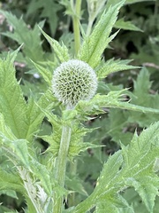 Echinops exaltatus