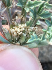 Tauschia howellii