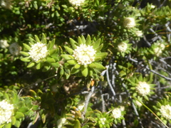 Phylica dioica