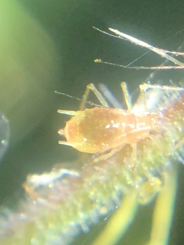 Nasonovia aquilegiae