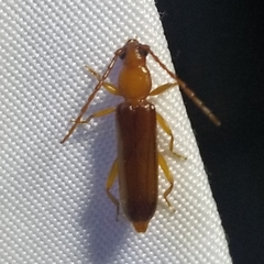 Smodicum cucujiforme