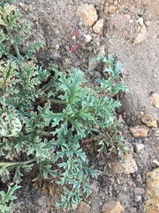 Tauschia howellii