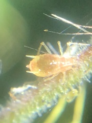 Nasonovia aquilegiae