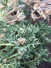 Tauschia howellii