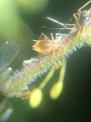 Nasonovia aquilegiae