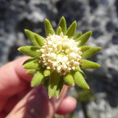 Phylica dioica