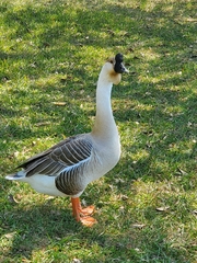 Anser cygnoides domesticus