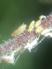 Nasonovia aquilegiae