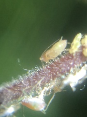 Nasonovia aquilegiae