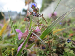 Veronica triphyllos
