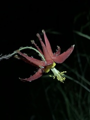 Nasonovia aquilegiae