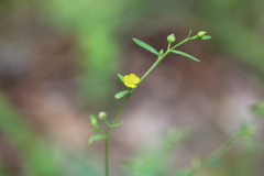 Linum striatum