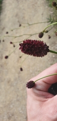Sanguisorba officinalis