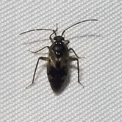 Eustictus