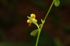 Linum striatum