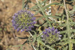 Echinops strigosus