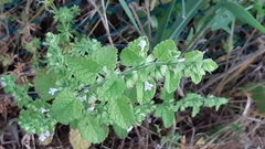 Melissa officinalis altissima