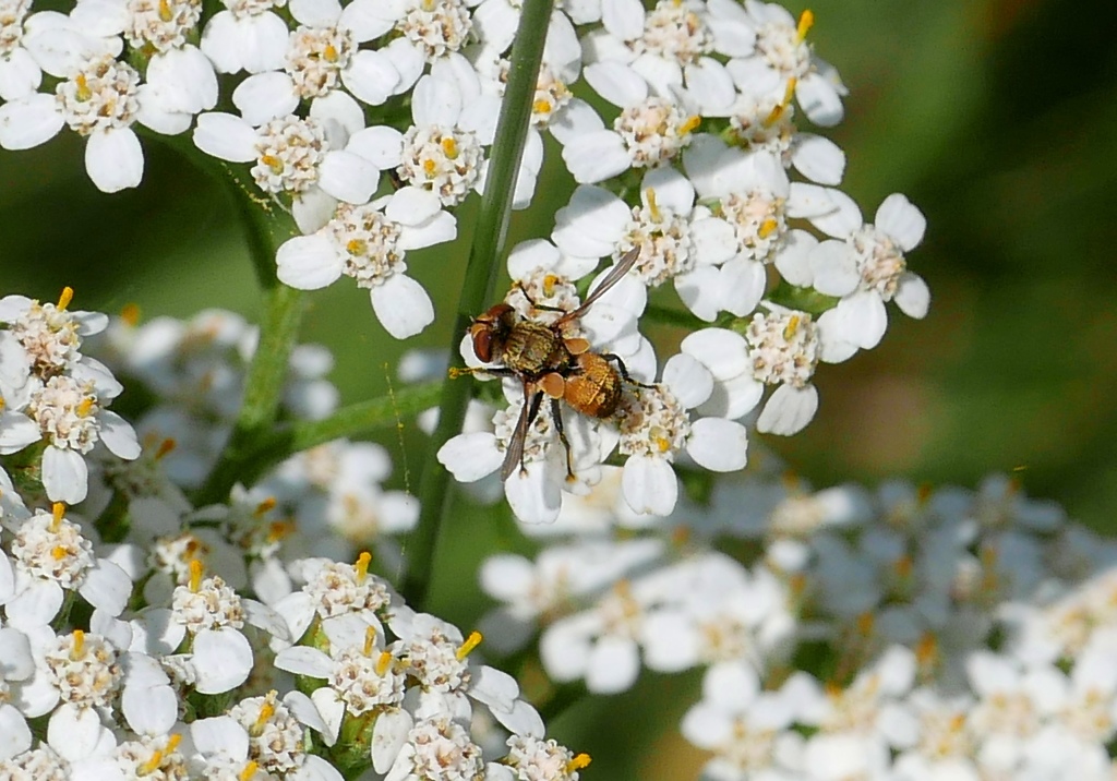 Clytiomya continua from Puławy, Polska on July 2, 2021 at 0127 PM by