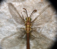 Brachynemurus irregularis