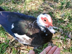 Cairina moschata domestica