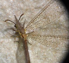 Brachynemurus irregularis