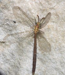 Brachynemurus irregularis