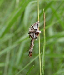 Canephora hirsuta