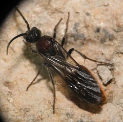 Sphaeropthalma imperialis