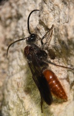 Sphaeropthalma imperialis