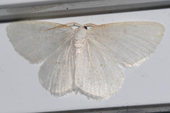 Protitame virginalis