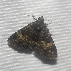 Metalectra diabolica