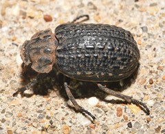 Omorgus punctatus