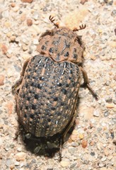 Omorgus punctatus