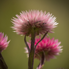 Helichrysum elegantissimum
