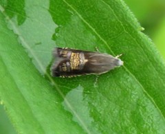 Grapholita angleseana