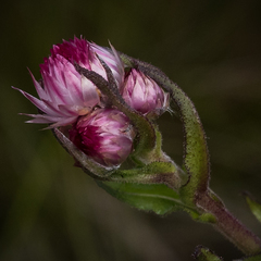 Helichrysum elegantissimum
