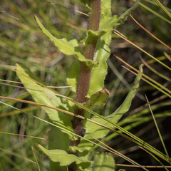 Helichrysum elegantissimum