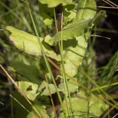 Helichrysum elegantissimum