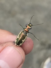 Eunota circumpicta