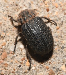 Omorgus punctatus