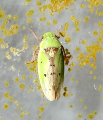 Ponana