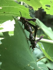 Vitacea scepsiformis