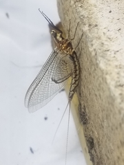 Hexagenia bilineata