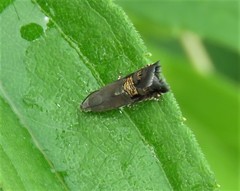 Grapholita angleseana